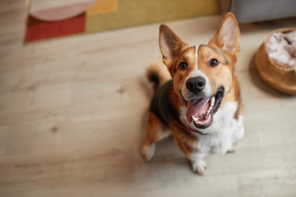 happy dog looking up